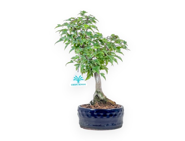 Acer buergerianum bonsai %separator% %category%