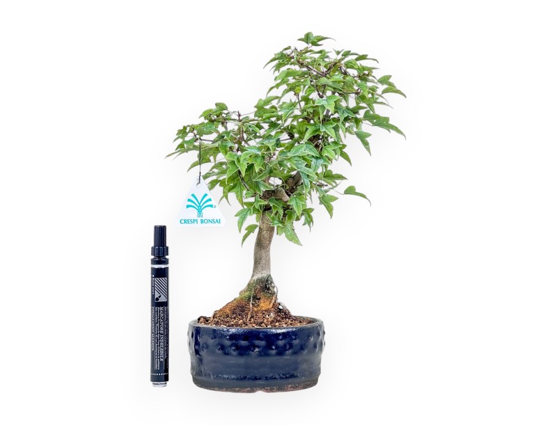 Acer buergerianum bonsai %separator% %category%