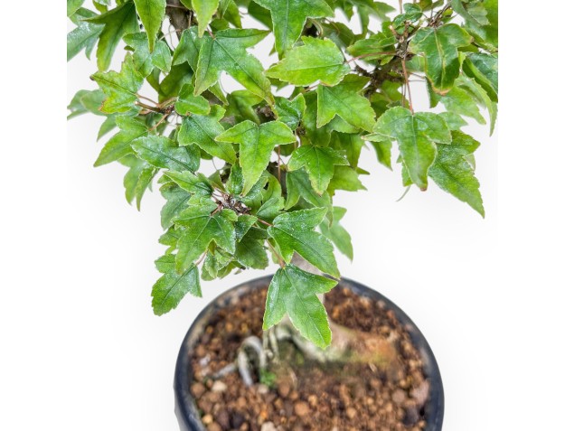 Bonsaï d'Acer buergerianum %separator% %category% 2