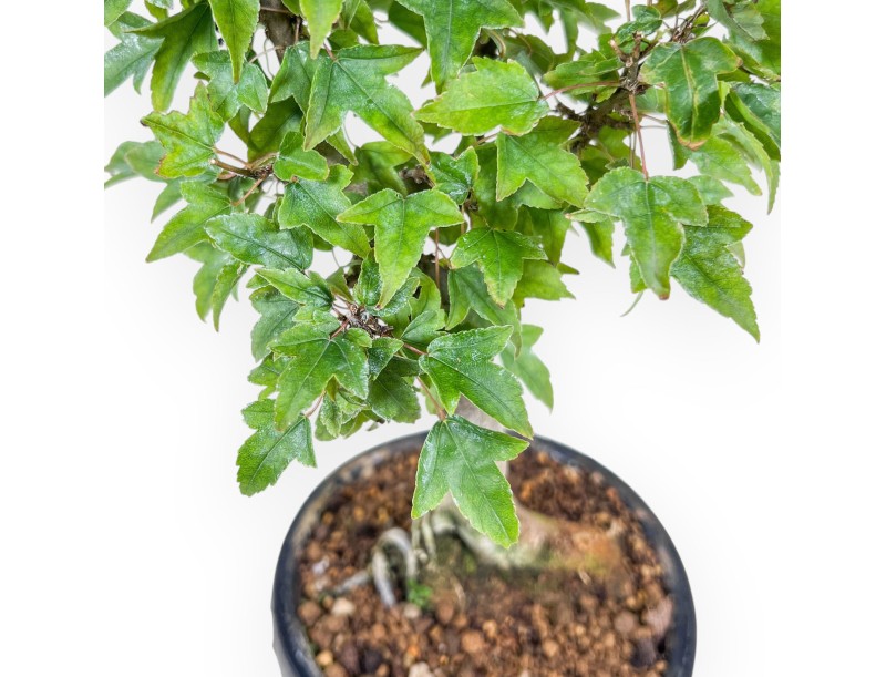 Bonsái de Acer buergerianum %separator% %category%