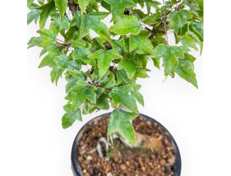 Acer buergerianum bonsai %separator% %category%