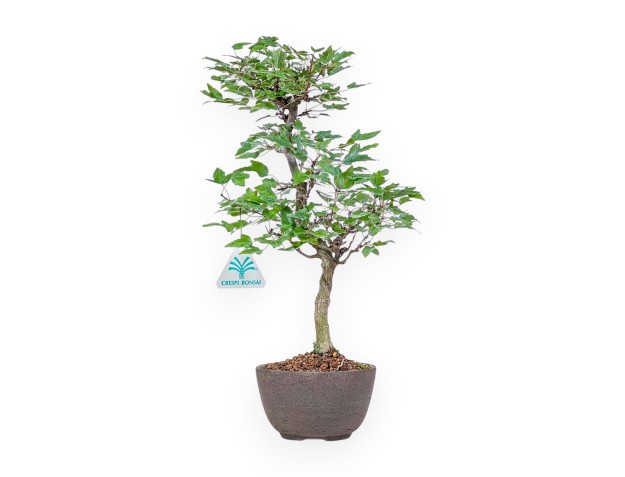 Acer buergerianum bonsai %separator% %category%