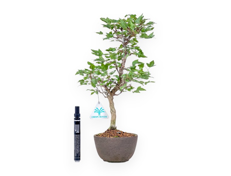 Acer buergerianum bonsai %separator% %category%