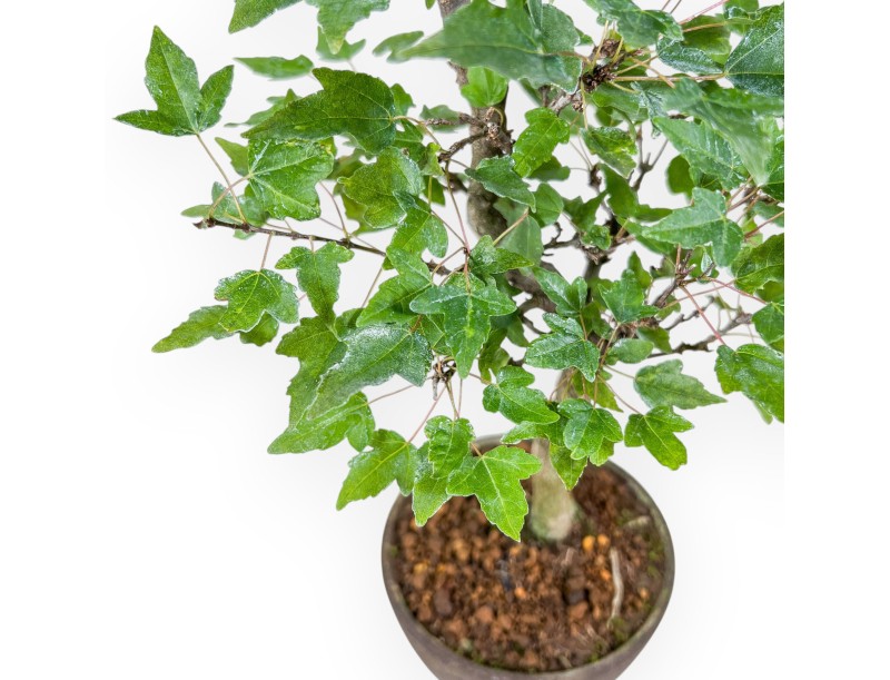 Acer buergerianum bonsai %separator% %category%
