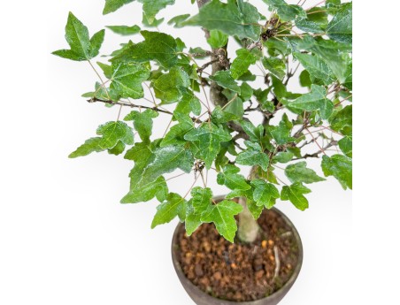 Bonsái de Acer buergerianum %separator% %category%