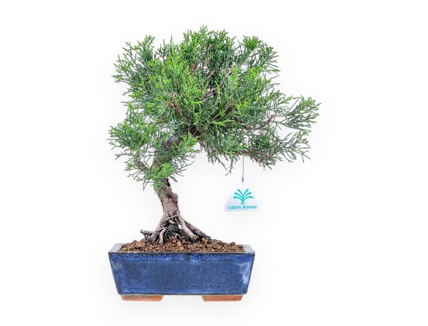 Juniperus chinensis Itoigawa bonsai %separator% %category%
