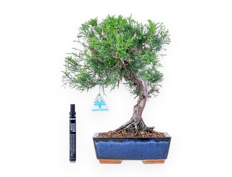 Juniperus chinensis itoigawa-bonsai %separator% %category%