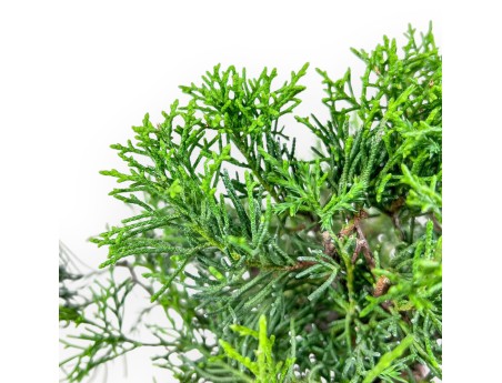 Bonsai di Juniperus chinensis itoigawa %separator% %category%