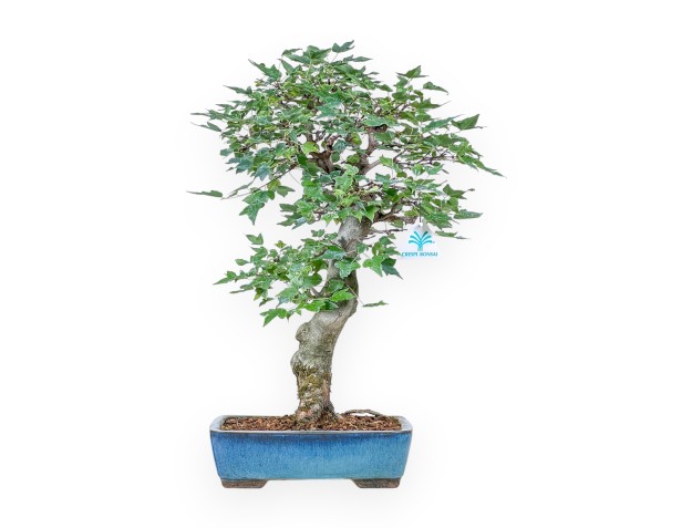 Acer buergerianum bonsai %separator% %category%