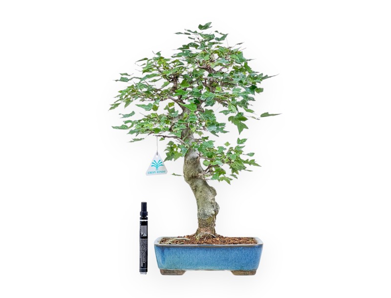 Bonsaï d'Acer buergerianum %separator% %category%