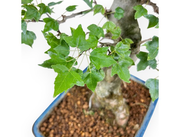 Bonsai aus Acer buergerianum %separator% %category% 2