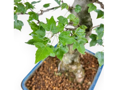 Bonsái de Acer buergerianum %separator% %category%