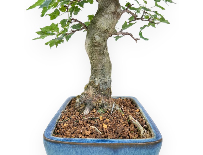Bonsaï d'Acer buergerianum %separator% %category%