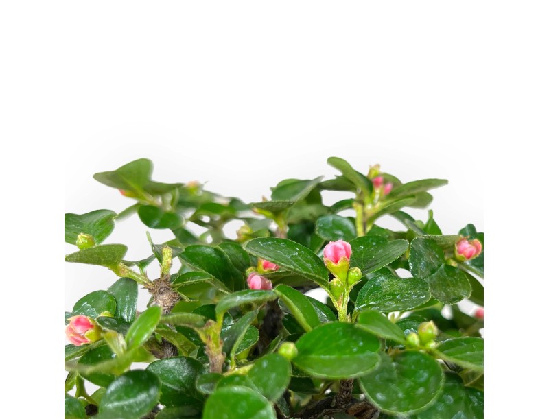 Cotoneaster horizontalis-Bonsai %separator% %category%