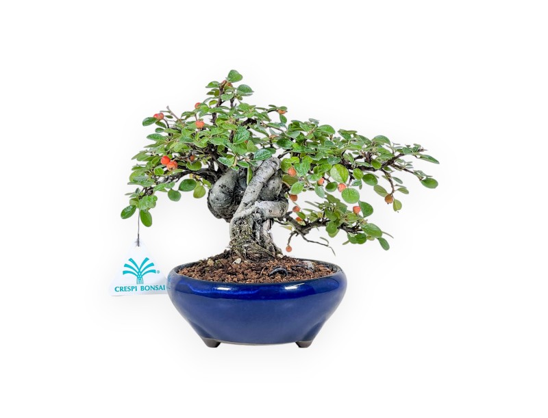Bonsái de Cotoneaster horizontalis %separator% %category%