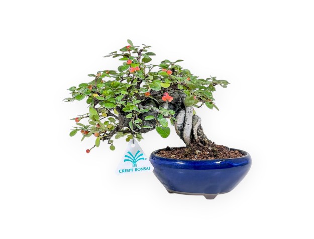 Bonsai di Cotoneaster Horizontalis %separator% %category%