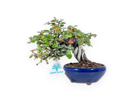 Cotoneaster horizontalis-Bonsai %separator% %category%