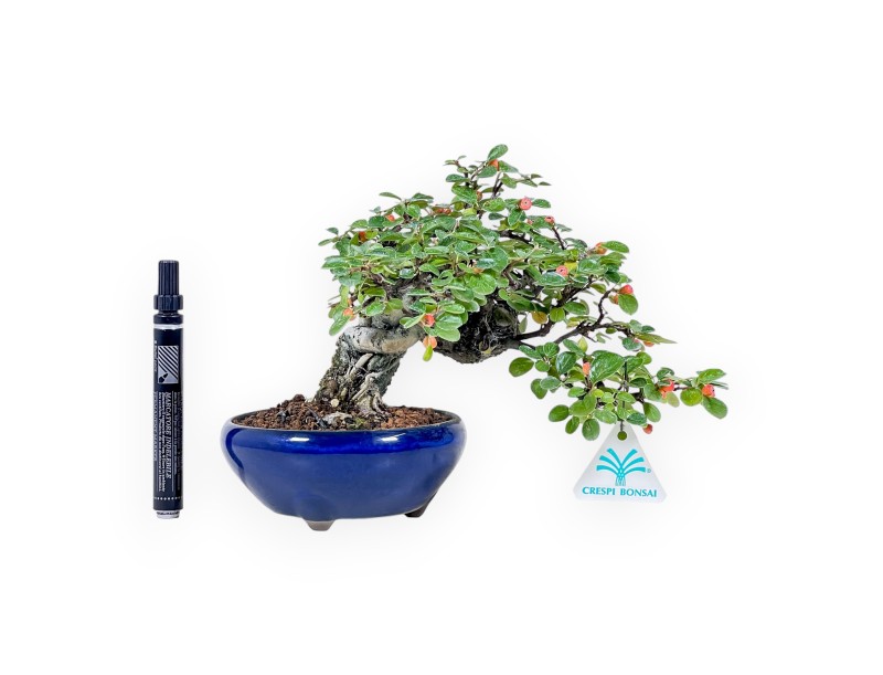 Cotoneaster horizontalis-Bonsai %separator% %category%