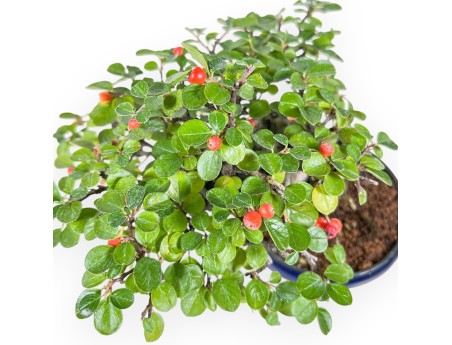 Bonsái de Cotoneaster horizontalis %separator% %category%