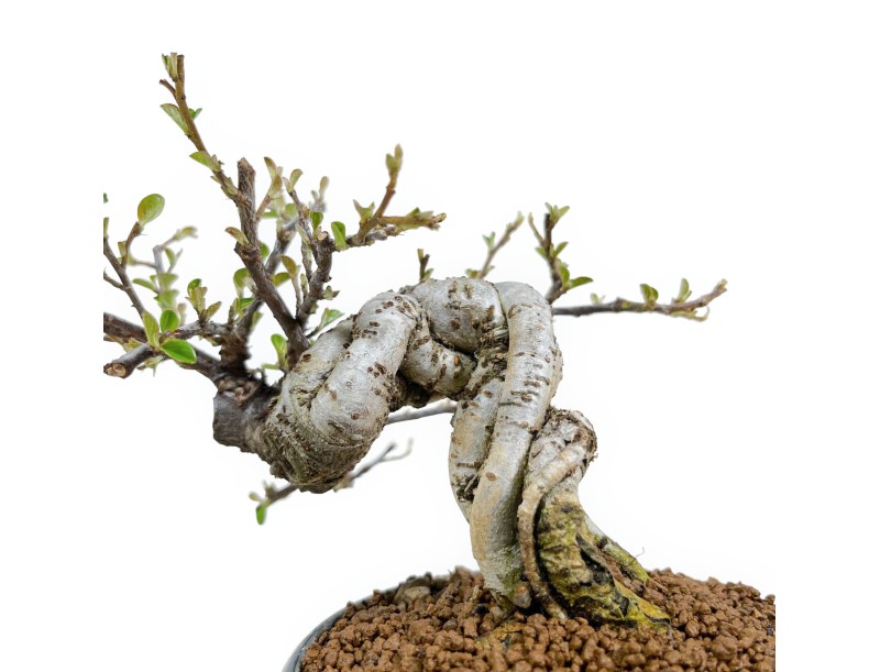 Bonsái de Cotoneaster horizontalis %separator% %category%