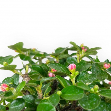 Bonsái de Cotoneaster horizontalis %separator% %category%