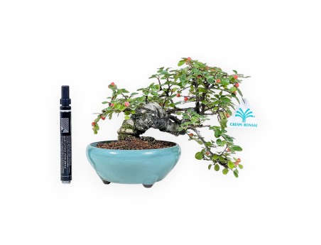Bonsái de Cotoneaster horizontalis %separator% %category%