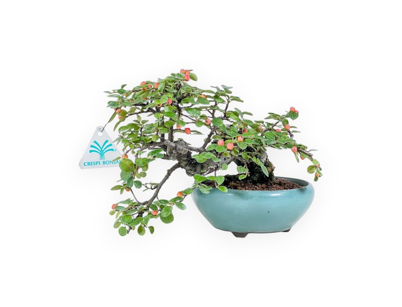 Cotoneaster Horizontalis-Bonsai %separator% %category%