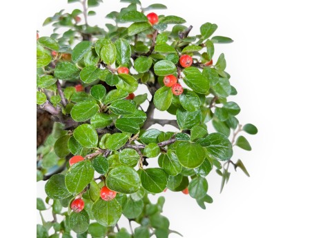 Bonsái de Cotoneaster horizontalis %separator% %category%