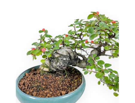 Cotoneaster Horizontalis-Bonsai %separator% %category%