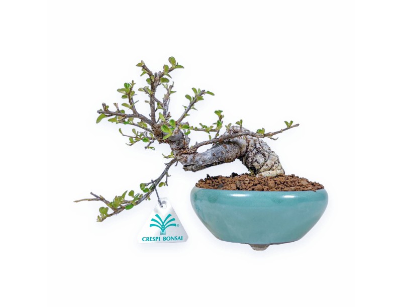 Bonsái de Cotoneaster horizontalis %separator% %category%