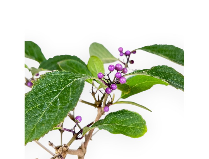 Bonsai di Callicarpa da 39 cm | Vaso rettangolare blu