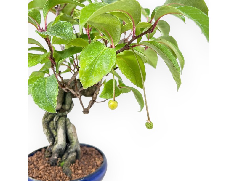 Bonsai di Kadsura japonica %separator% %category%
