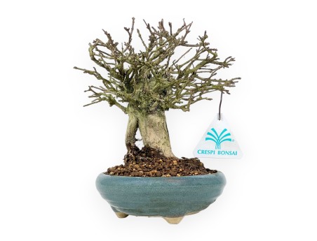 Bonsai aus Premna japonica %separator% %category%