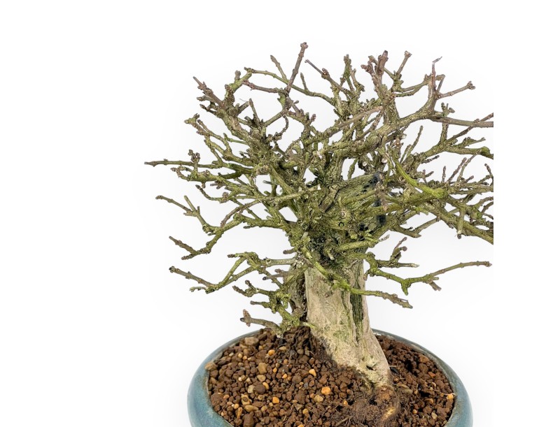 Bonsai aus Premna japonica %separator% %category%