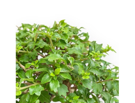 Bonsai aus Premna japonica %separator% %category%