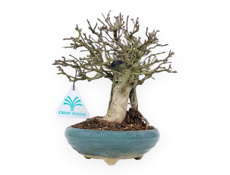 Bonsai aus Premna japonica %separator% %category%