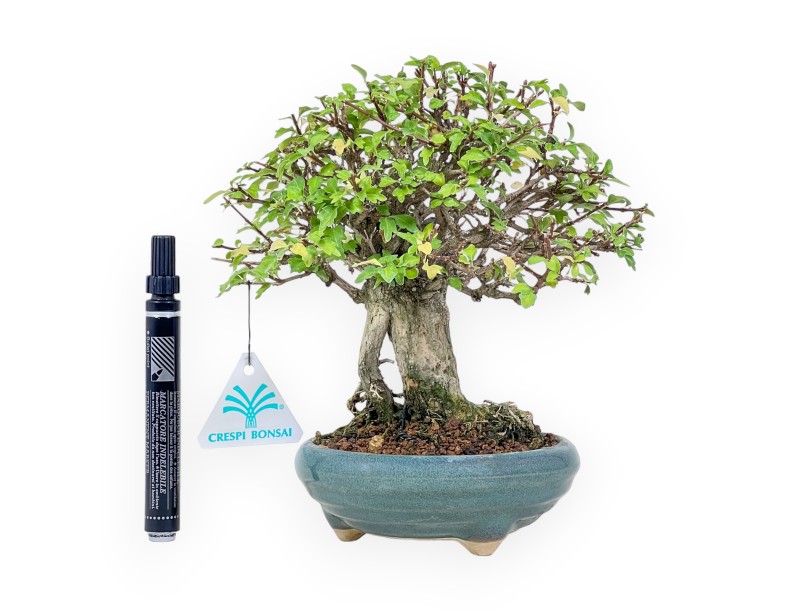 Bonsai aus Premna japonica %separator% %category%