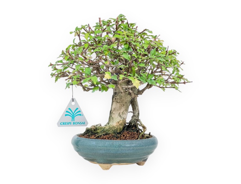 Bonsai aus Premna japonica %separator% %category%