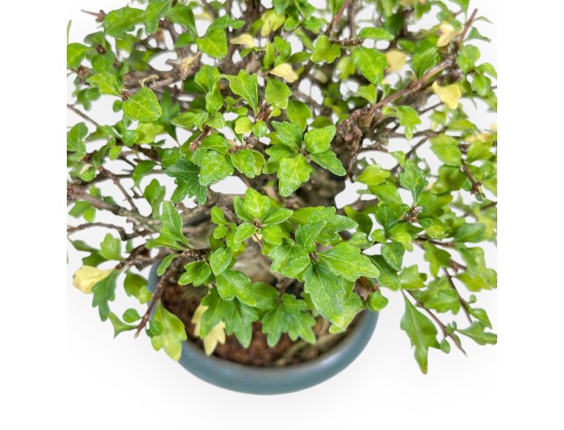 Bonsai di Premna japonica %separator% %category% 2