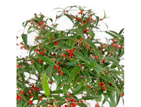Bonsai di Ilex serrata subtilis %separator% %category%