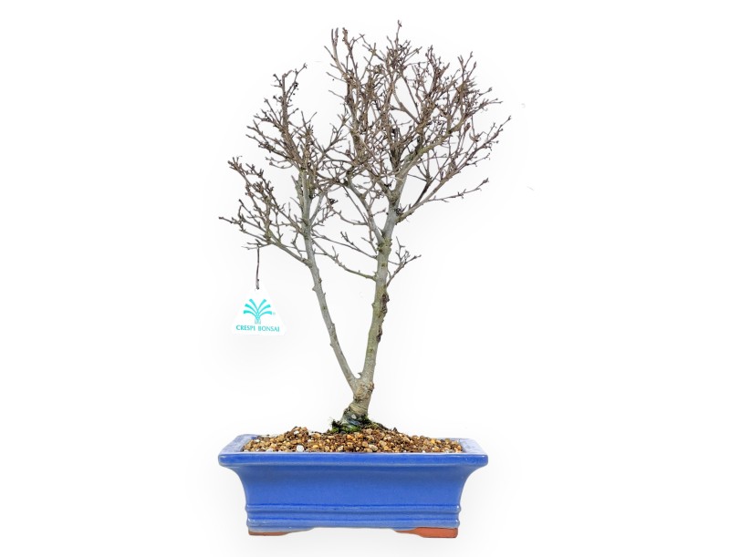 Bonsai aus Ilex serrata subtilis %separator% %category%