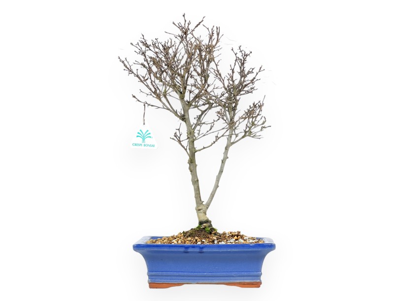 Bonsai aus Ilex serrata subtilis %separator% %category%