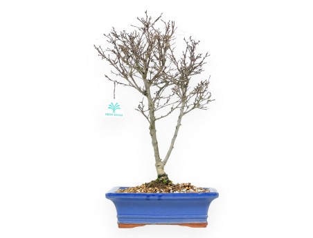 Bonsai van Ilex serrata subtilis %separator% %category%