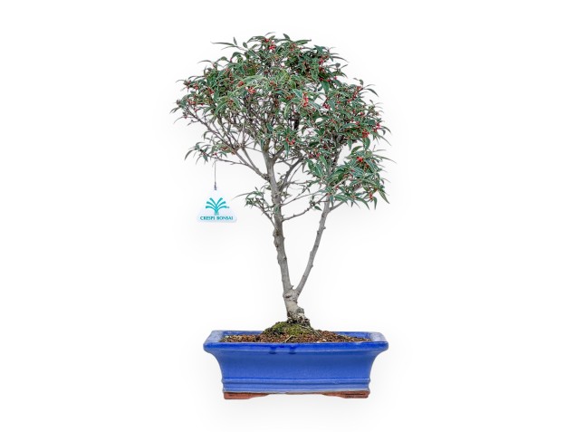 Bonsai van Ilex serrata subtilis %separator% %category%