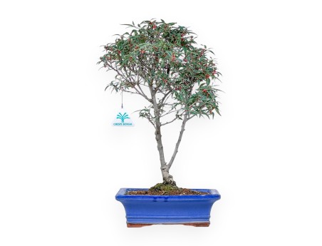 Bonsai aus Ilex serrata subtilis %separator% %category%