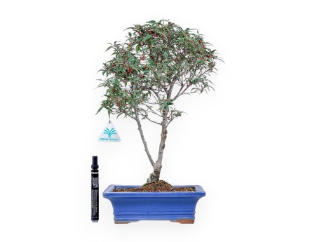 Bonsai van Ilex serrata subtilis %separator% %category%