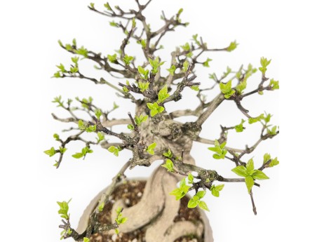Bonsai van Premna japonica %separator% %category%