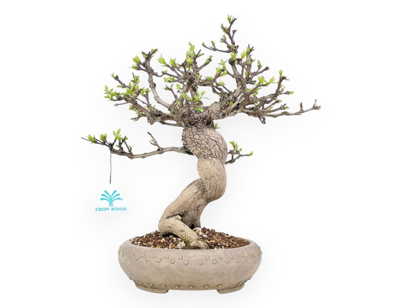 Bonsai van Premna japonica %separator% %category%