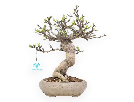 Bonsai van Premna japonica %separator% %category%