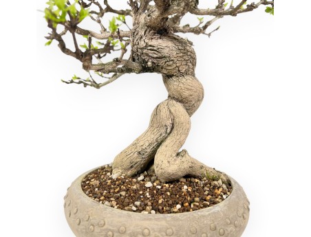 Bonsai van Premna japonica %separator% %category%